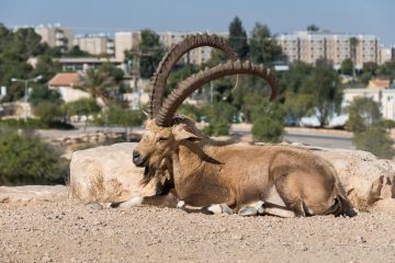 טיפים לתושבים חוזרים