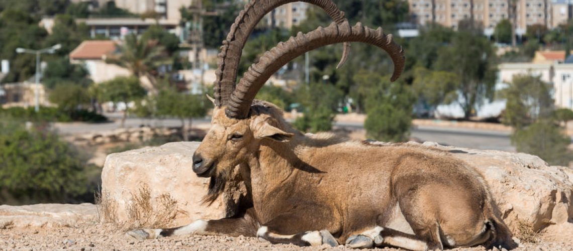 Visit to Mitzpe Ramon in Southern Israel